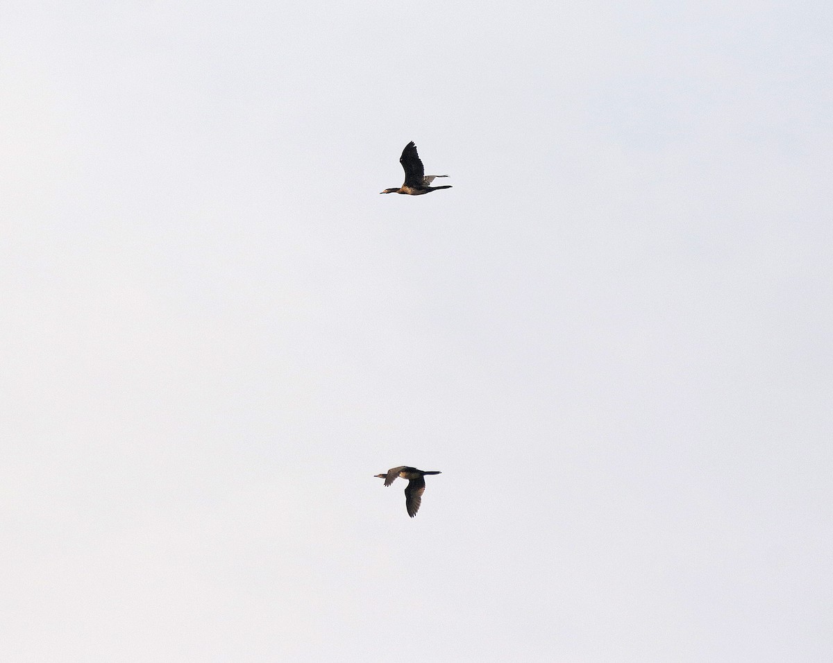 kormorán dlouhoocasý - ML645055604