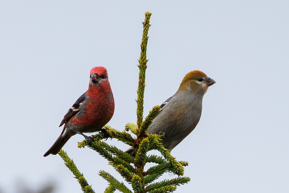 hýl křivčí - ML645055612