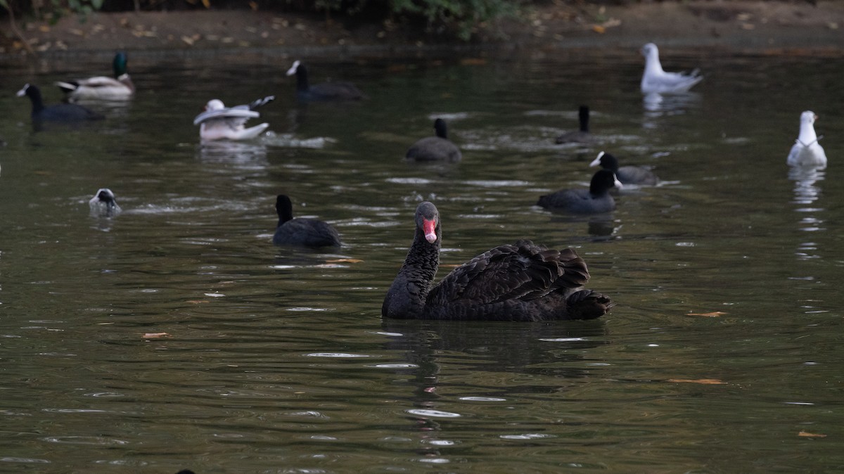 Black Swan - ML645055626