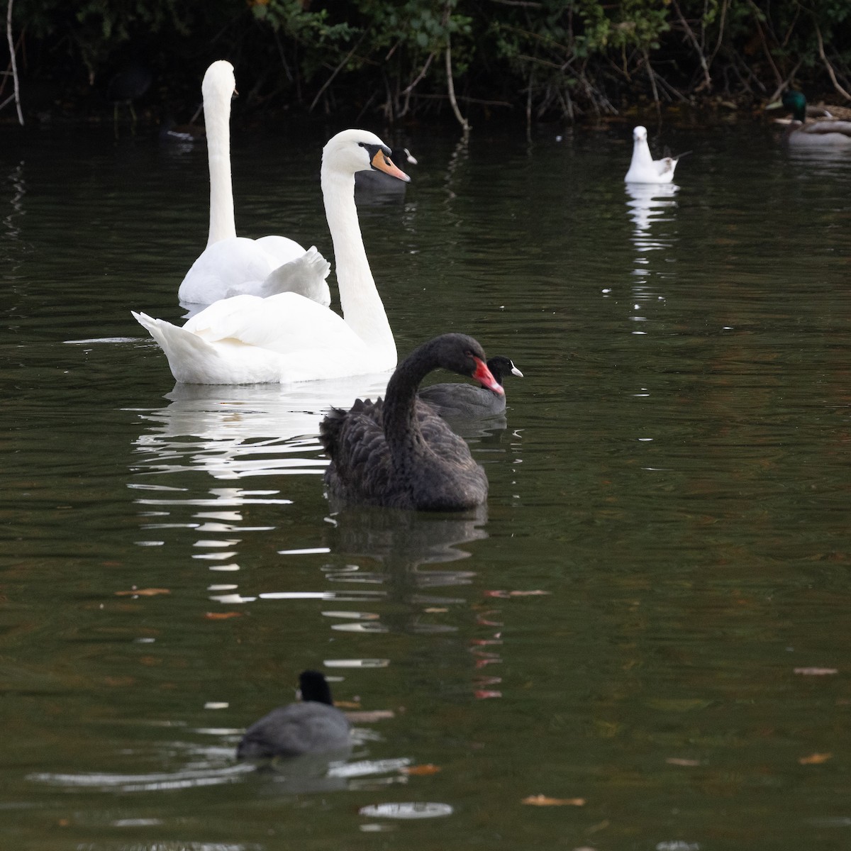 Black Swan - ML645055628