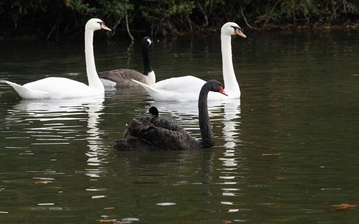 Black Swan - ML645055629