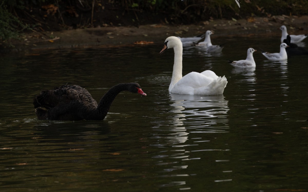 Black Swan - ML645055630
