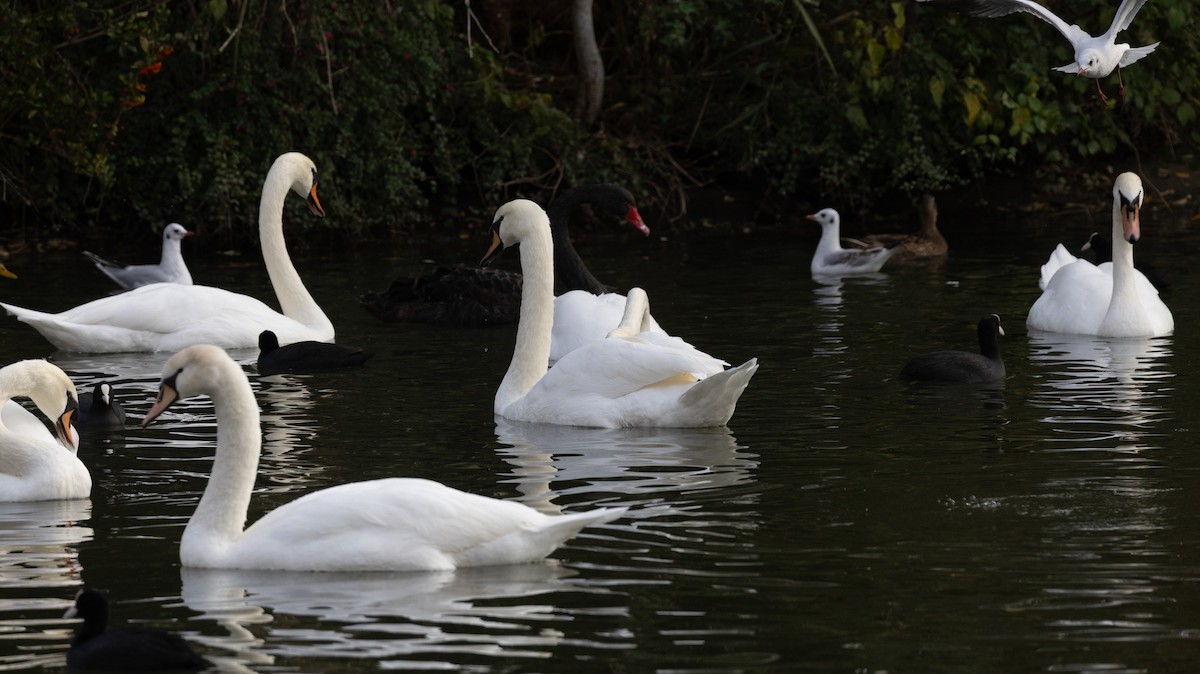 Black Swan - ML645055631