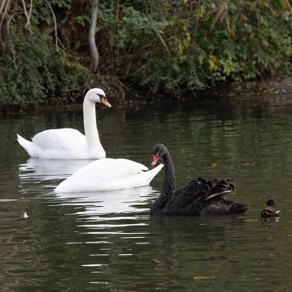 Black Swan - ML645055632