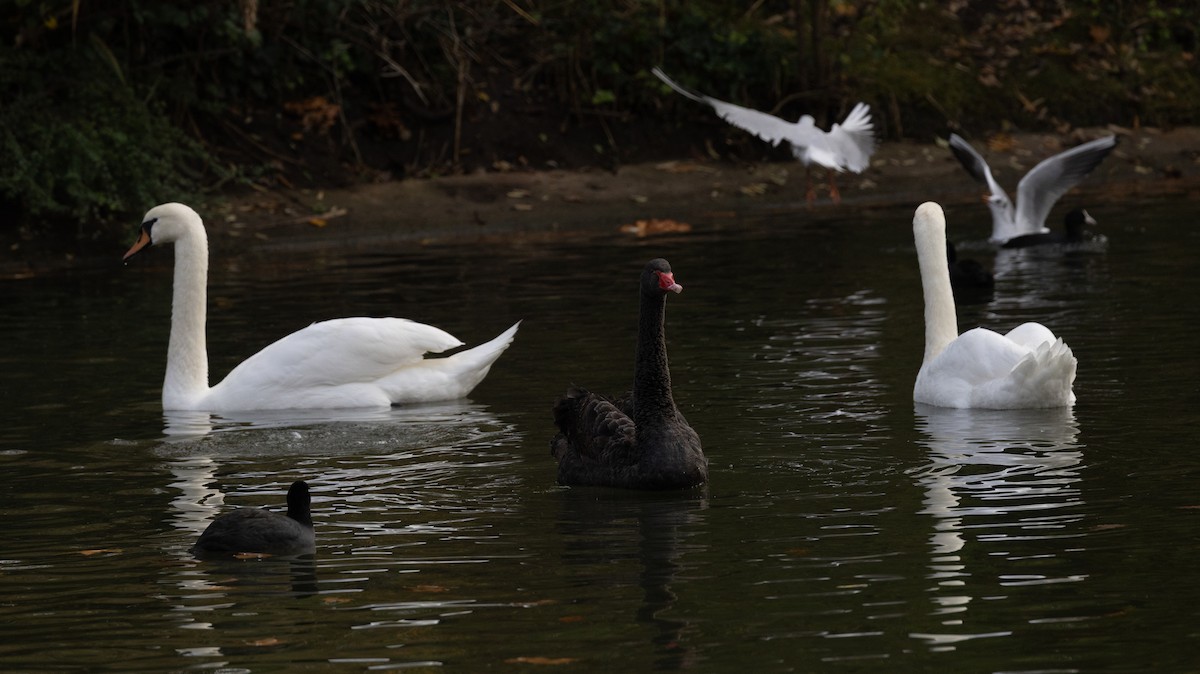 Black Swan - ML645055633