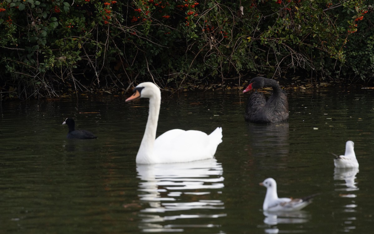 Black Swan - ML645055637