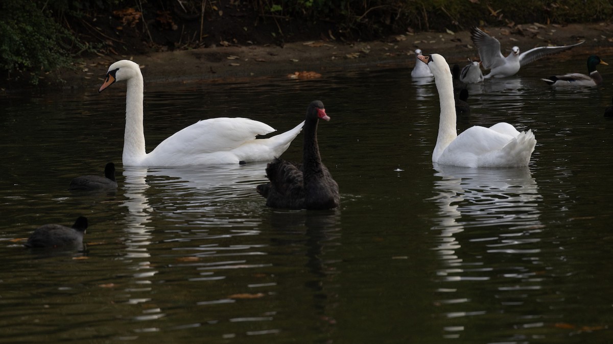 Black Swan - ML645055638