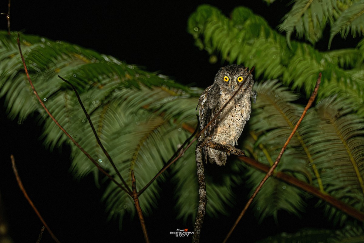 ryukyuugle - ML645055640