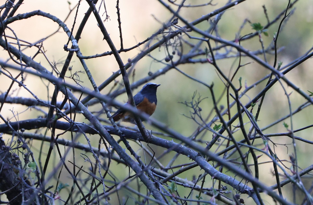 Hodgson's Redstart - ML645055653