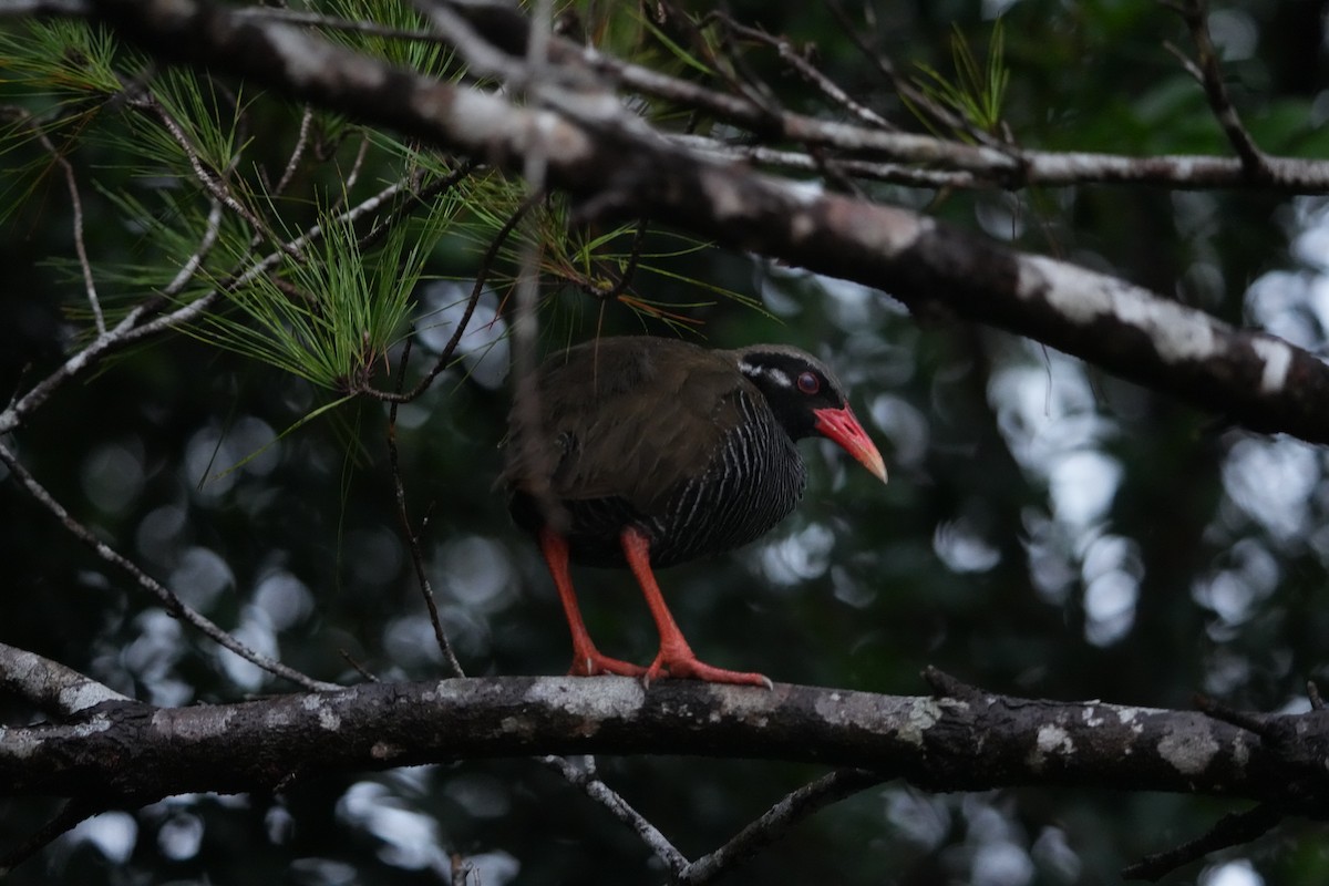 okinawarikse - ML645055655