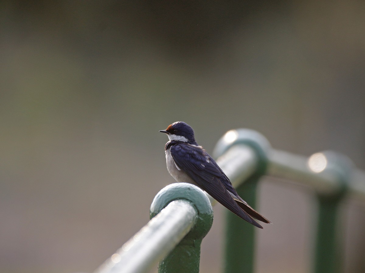 White-throated Swallow - ML645055656