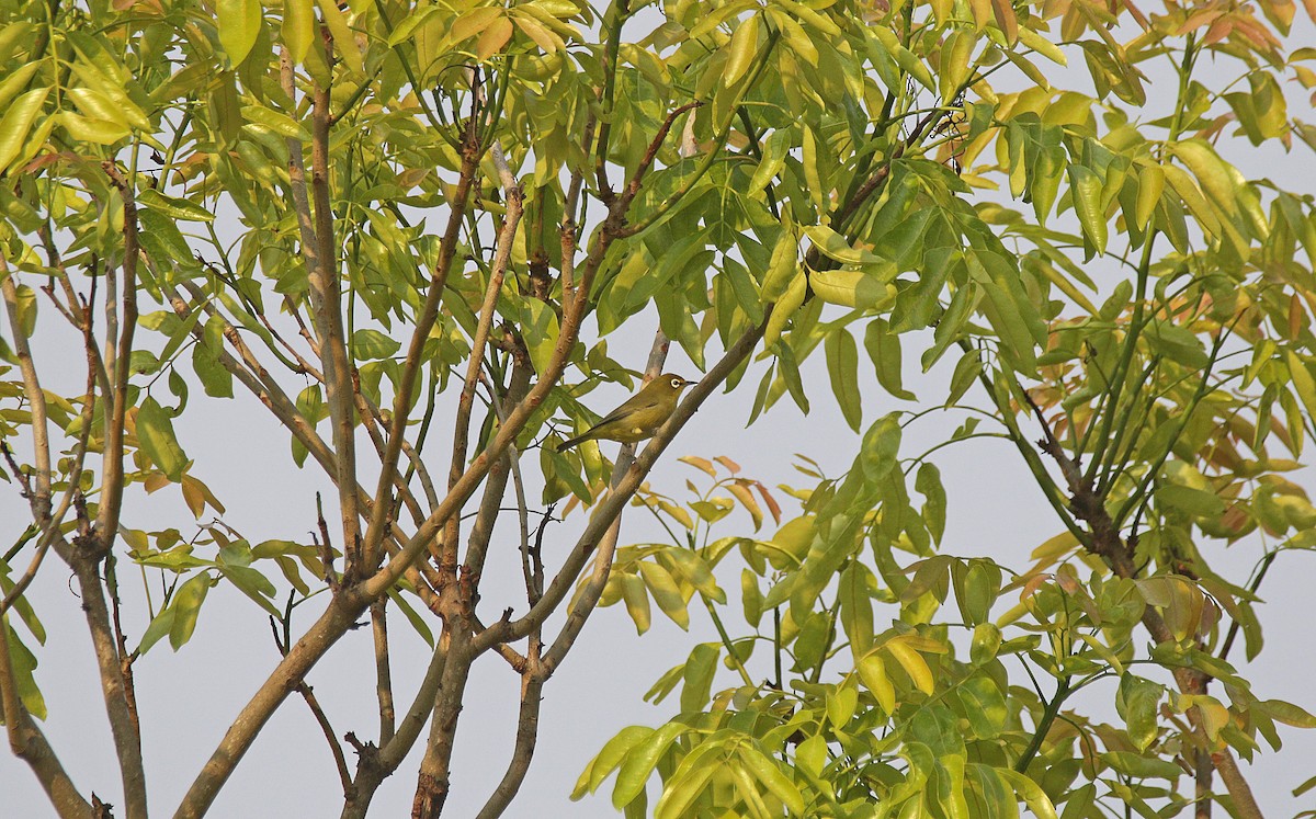 Cape White-eye - ML645055657