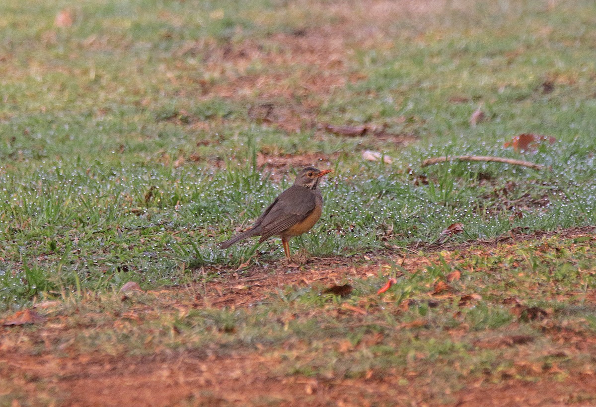 Kurrichane Thrush - ML645055659