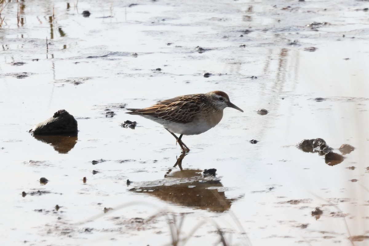 Сүүл элсэг - ML645055664