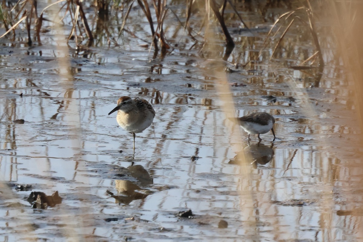 Сүүл элсэг - ML645055665