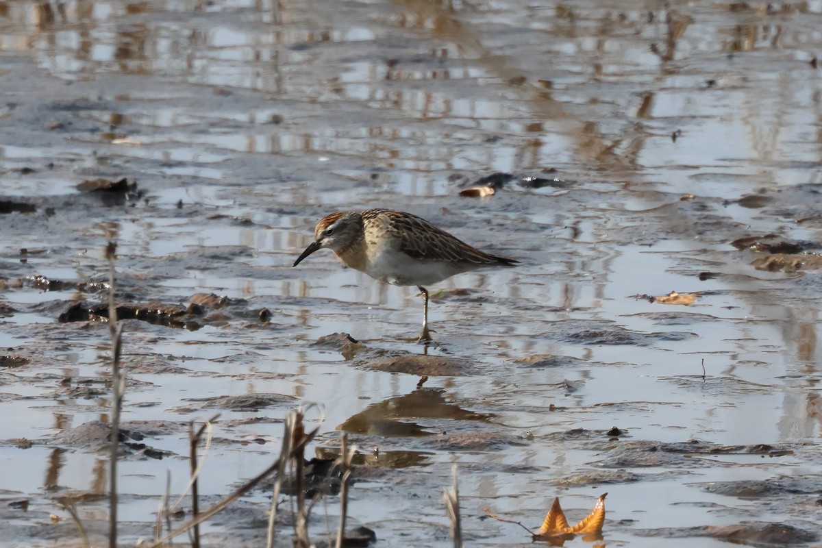 Сүүл элсэг - ML645055666