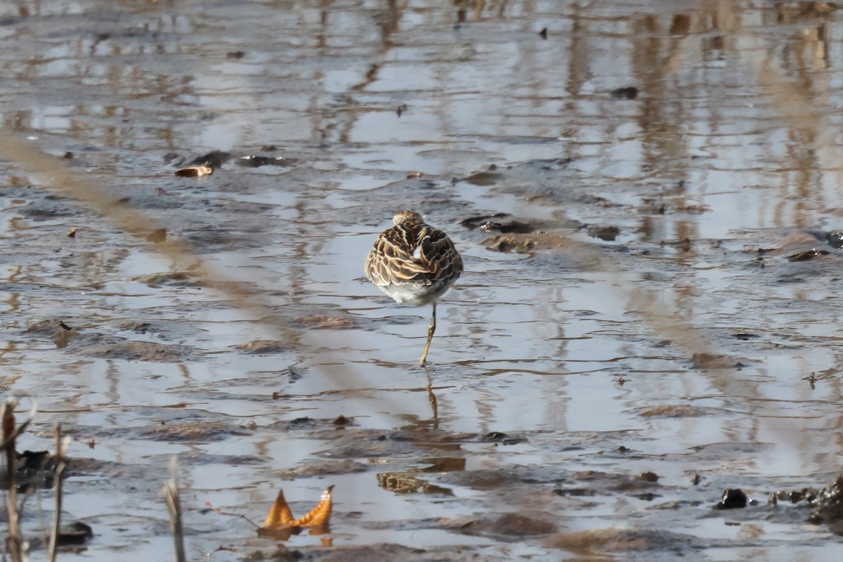 Сүүл элсэг - ML645055667