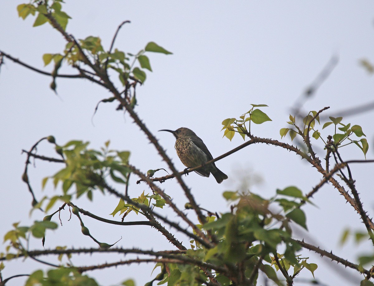 Amethyst Sunbird - ML645055673