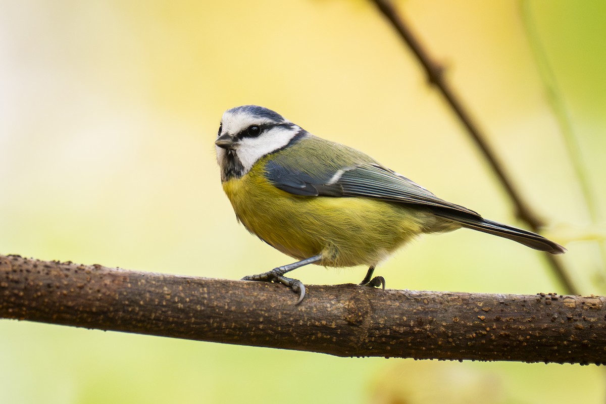 Eurasian Blue Tit - ML645055687