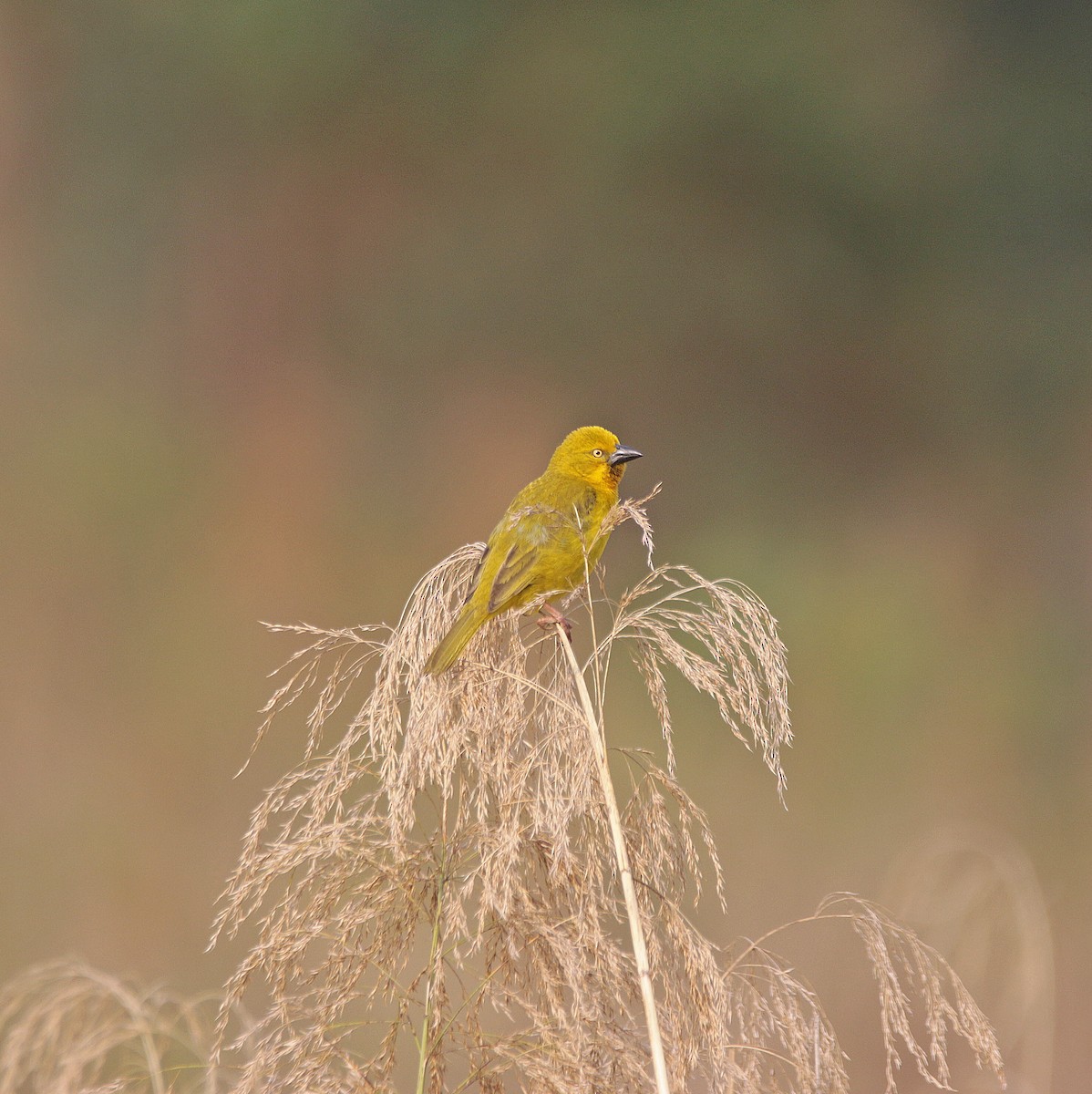 Holub's Golden-Weaver - ML645055688