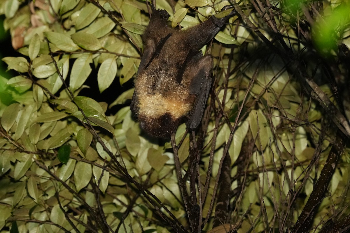 Animals - ML645055703