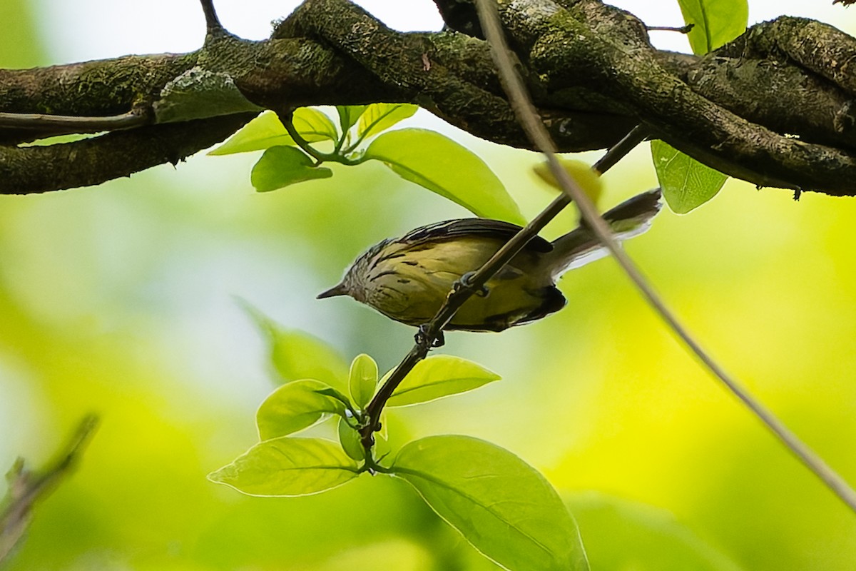 Streak-capped Antwren - ML645055706