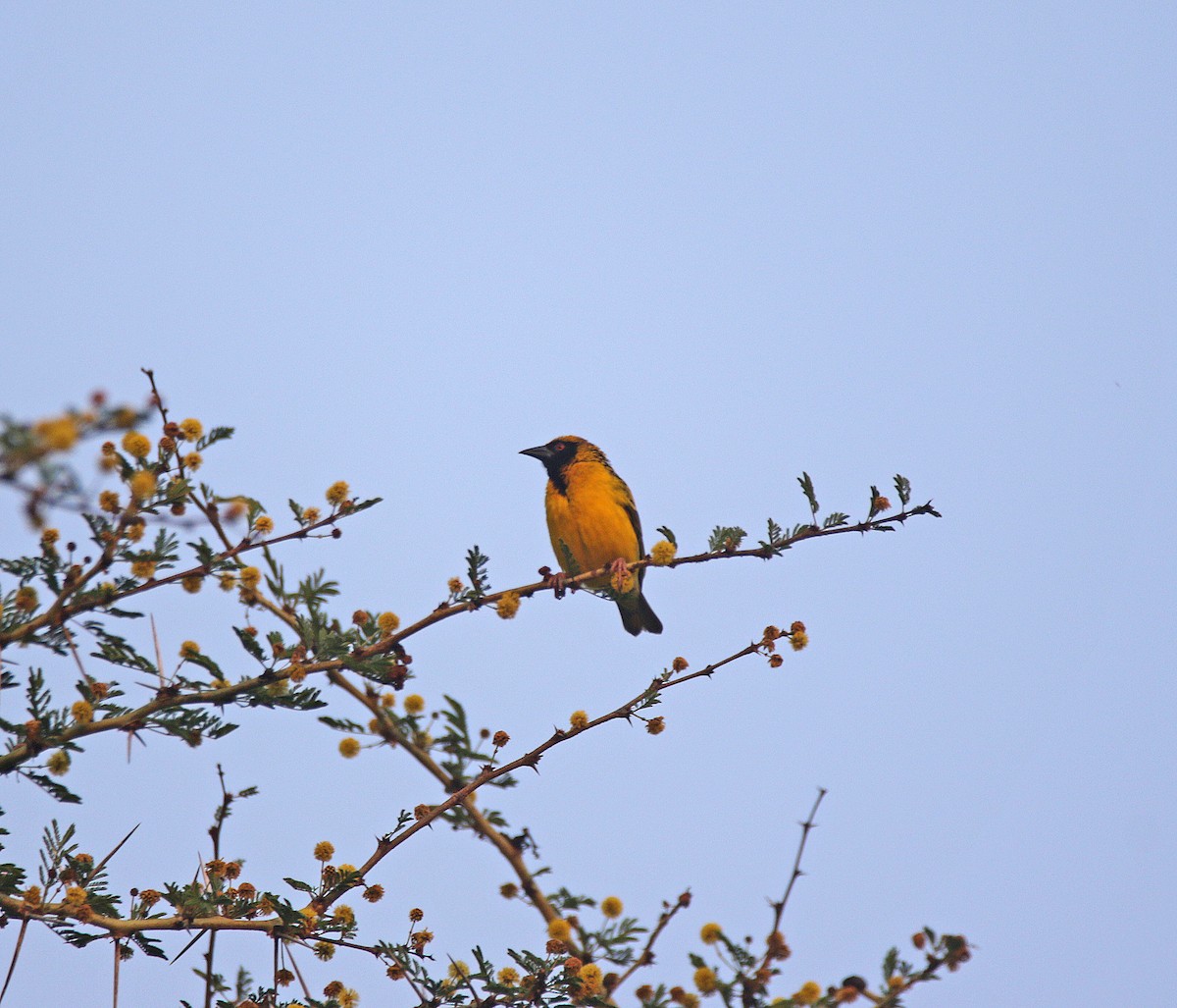 Southern Masked-Weaver - ML645055707