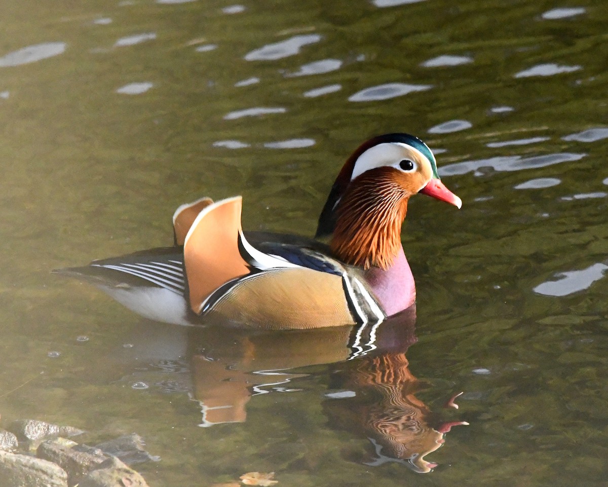 Mandarin-ahatea - ML645055712