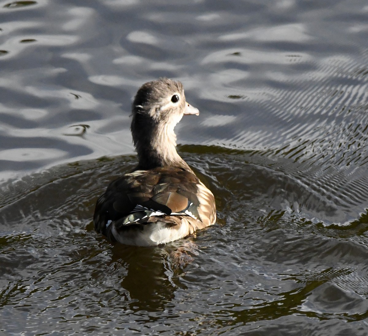 Mandarin-ahatea - ML645055713