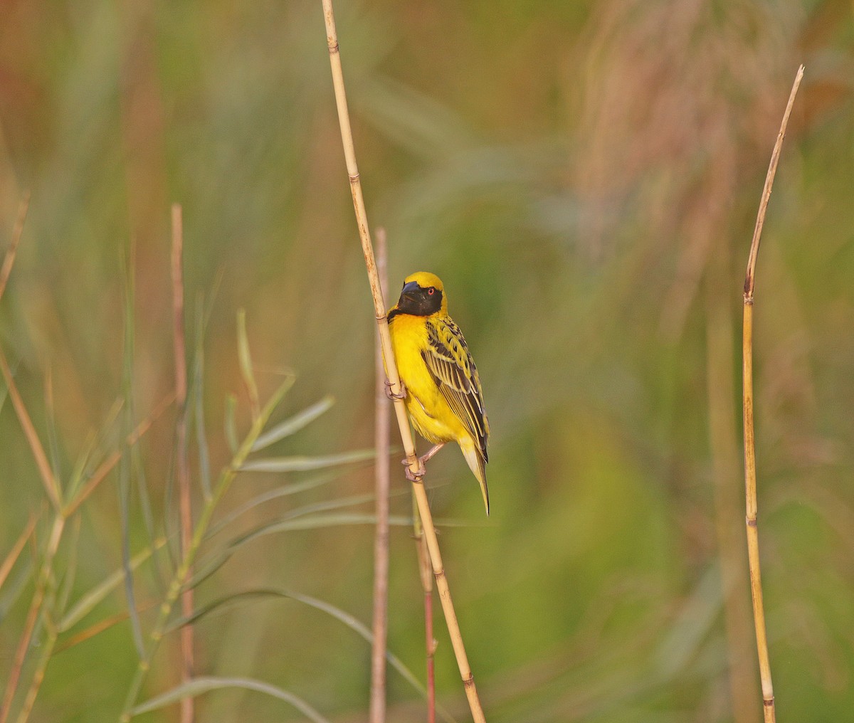 Village Weaver - ML645055714