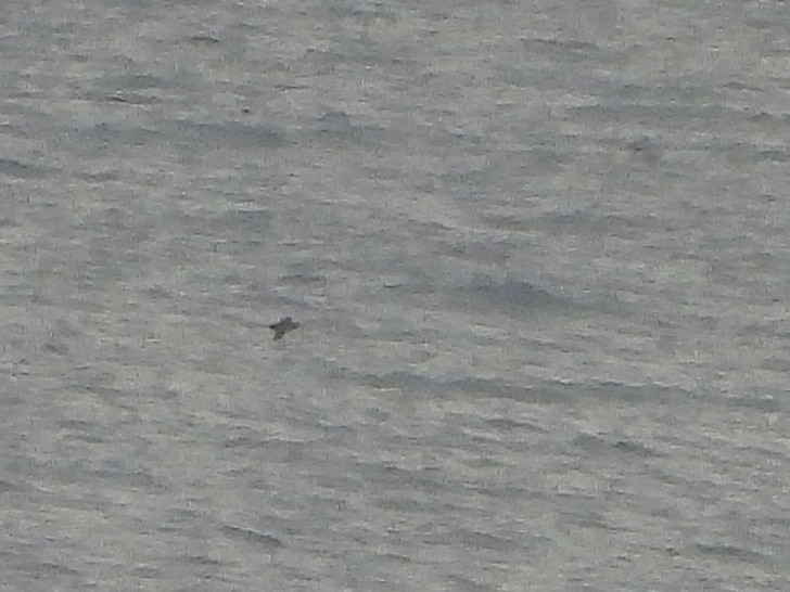 Буревісник сивий - ML645055736