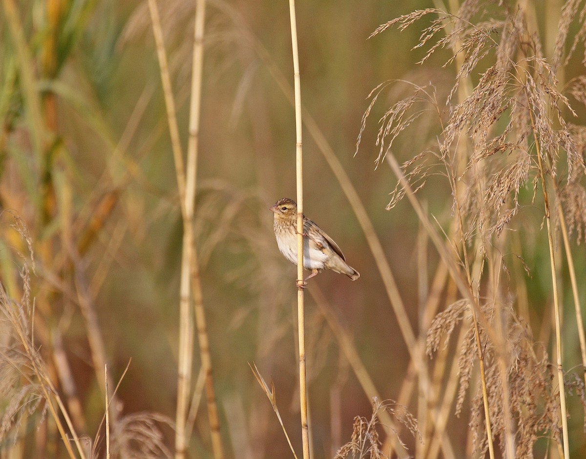 Southern Red Bishop - ML645055738