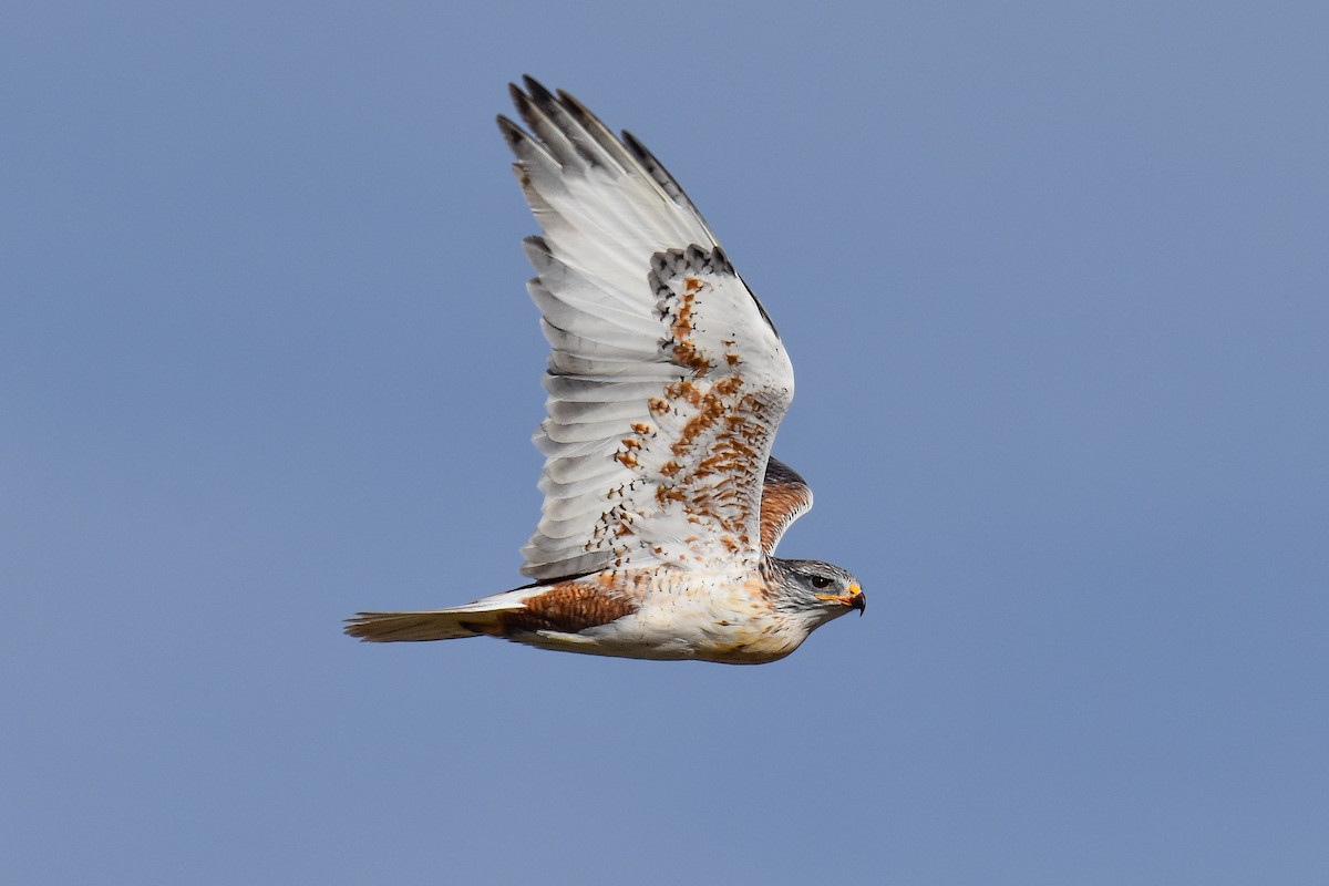 Ferruginous Hawk - ML645055746