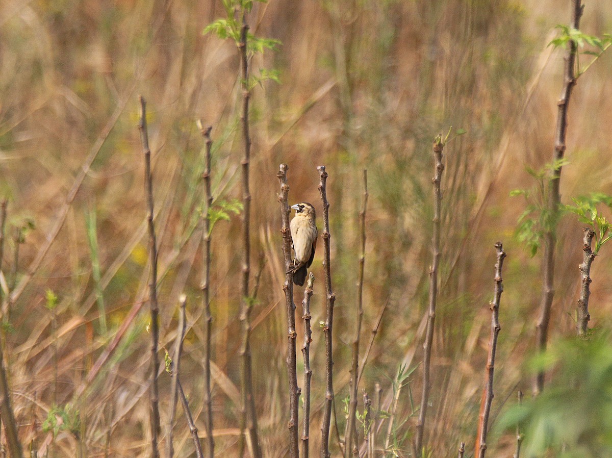 Fan-tailed Widowbird - ML645055747