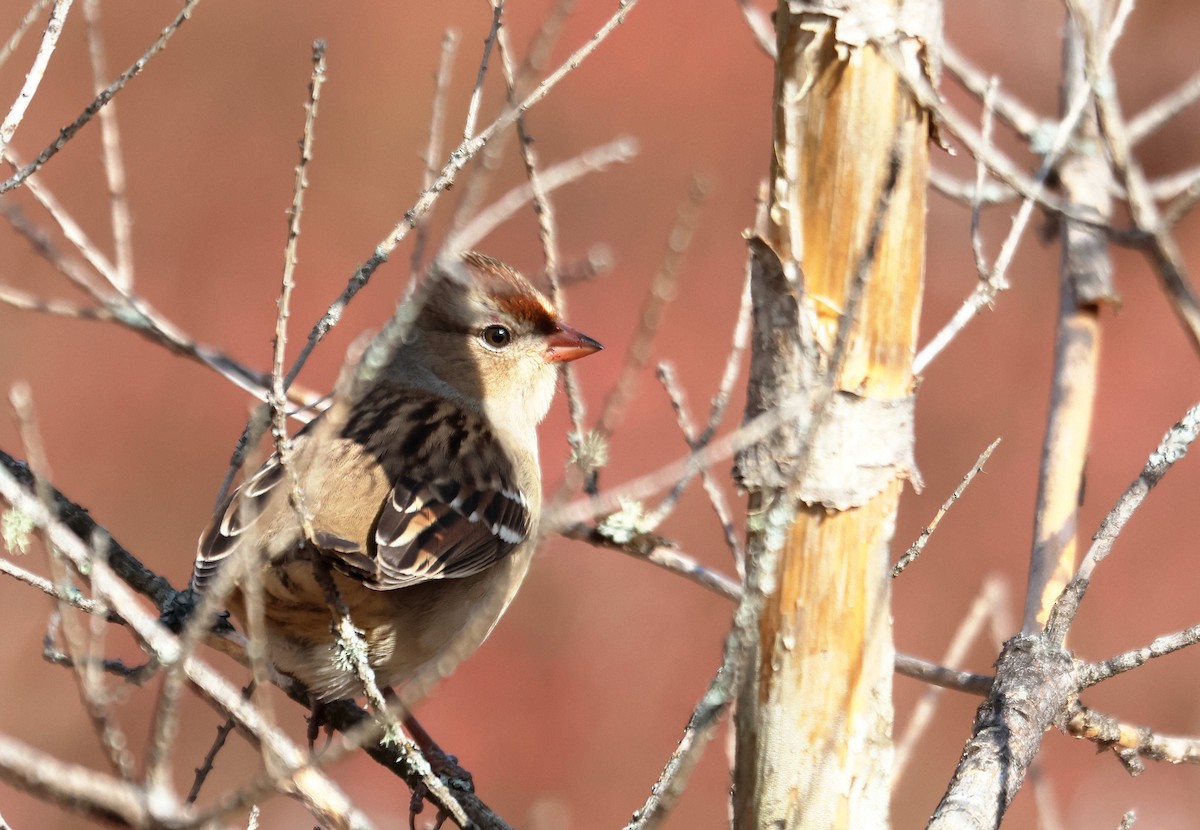White-crowned Sparrow - ML645055767