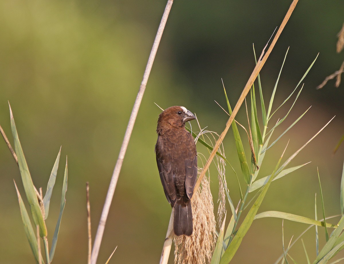 Grosbeak Weaver - ML645055775