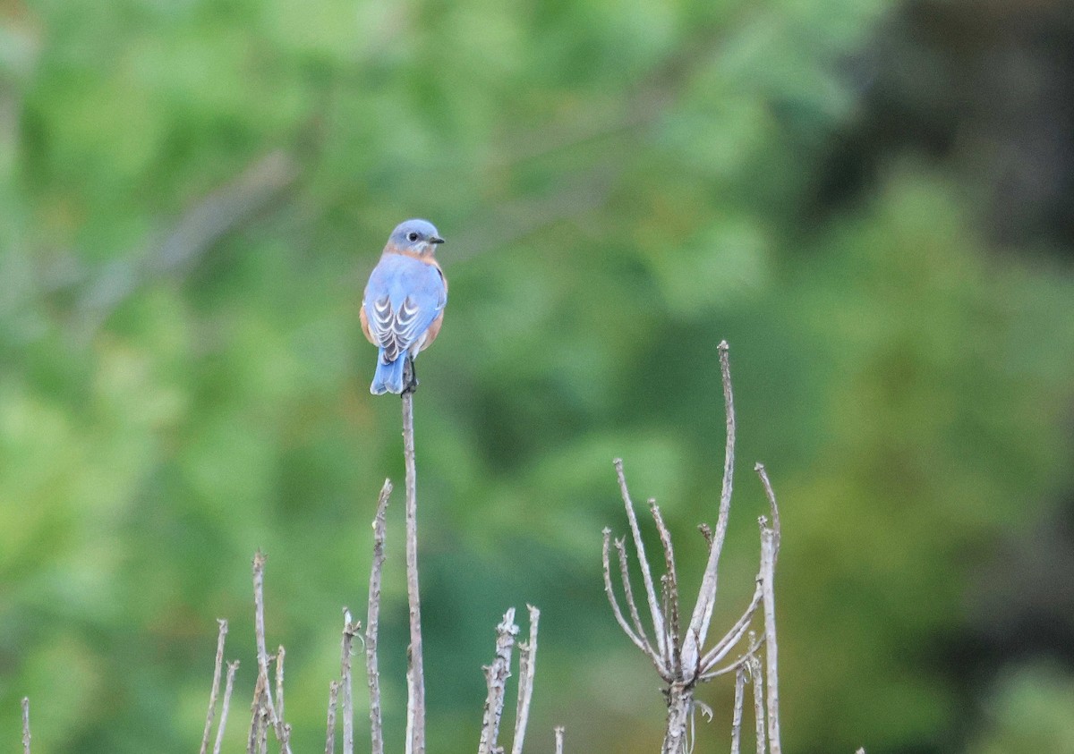 Eastern Bluebird - ML645055778