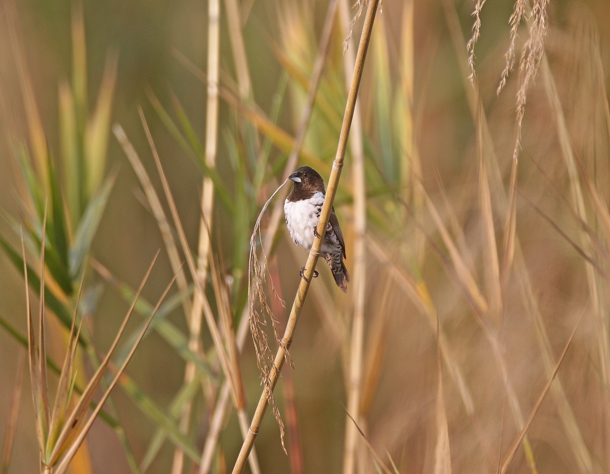 Bronze Mannikin - ML645055779