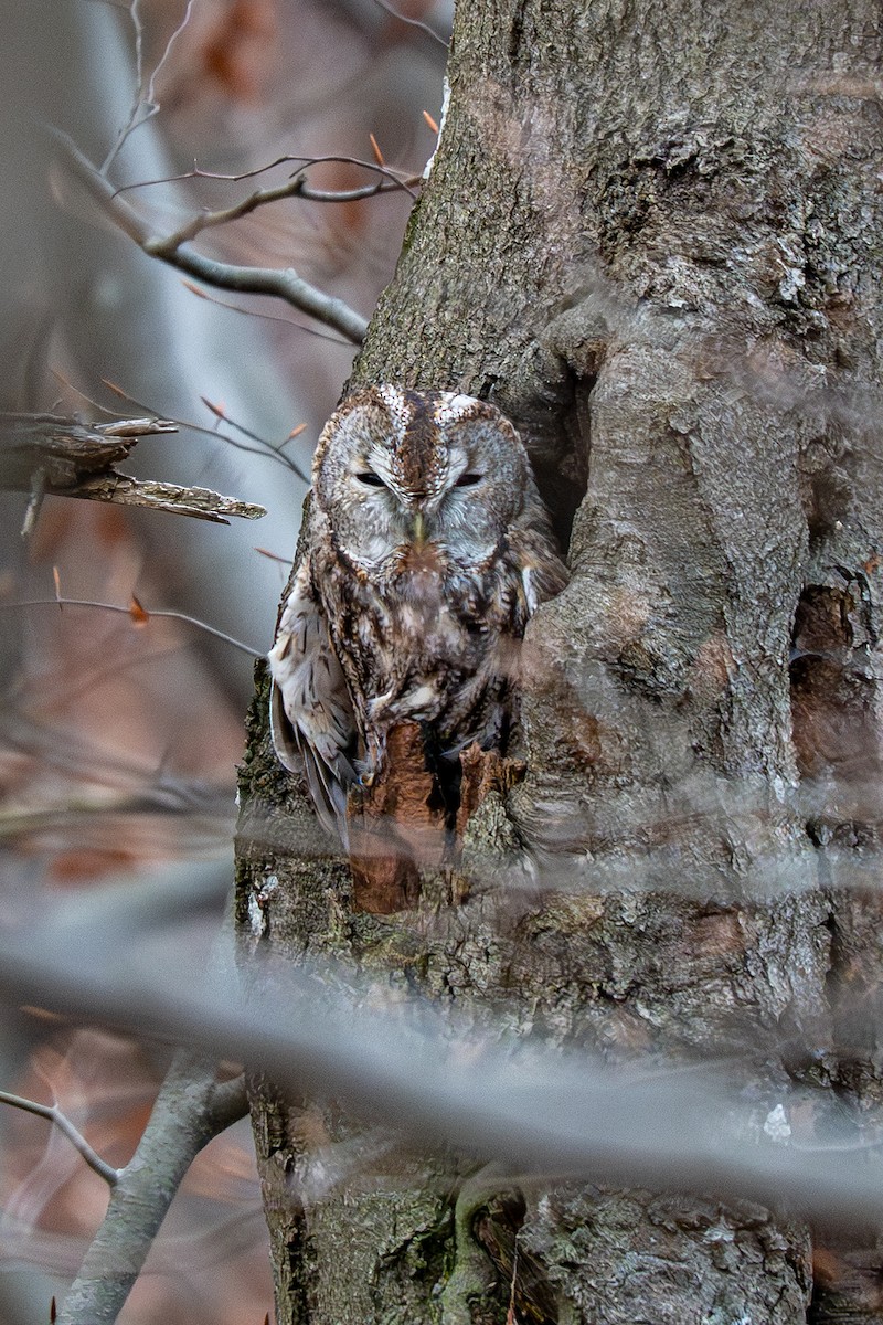 Chouette hulotte - ML645055781