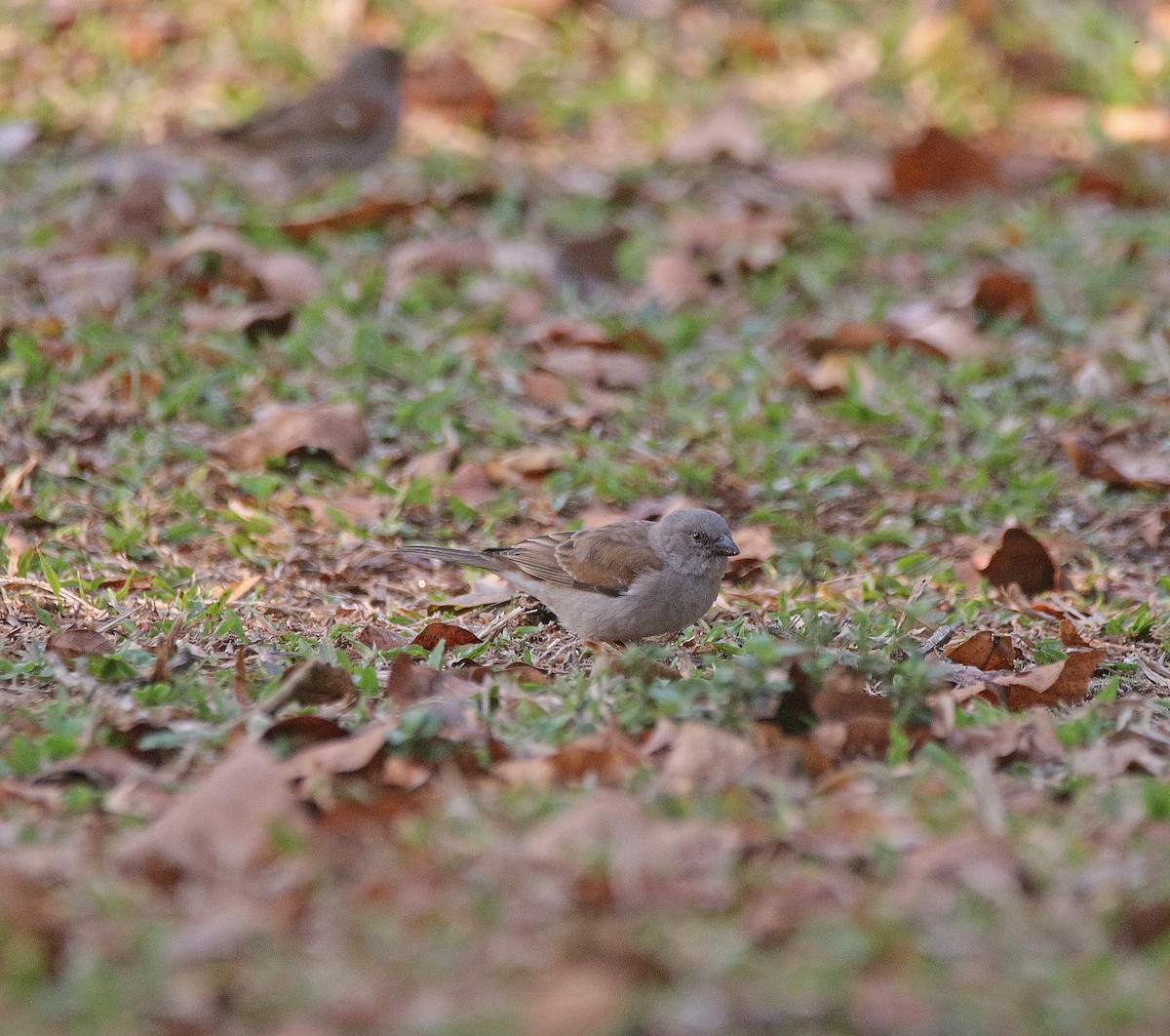 Southern Gray-headed Sparrow - ML645055784
