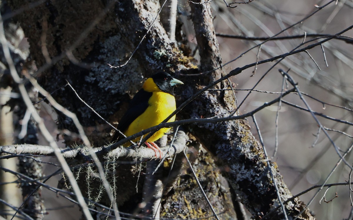 Collared Grosbeak - ML645055786