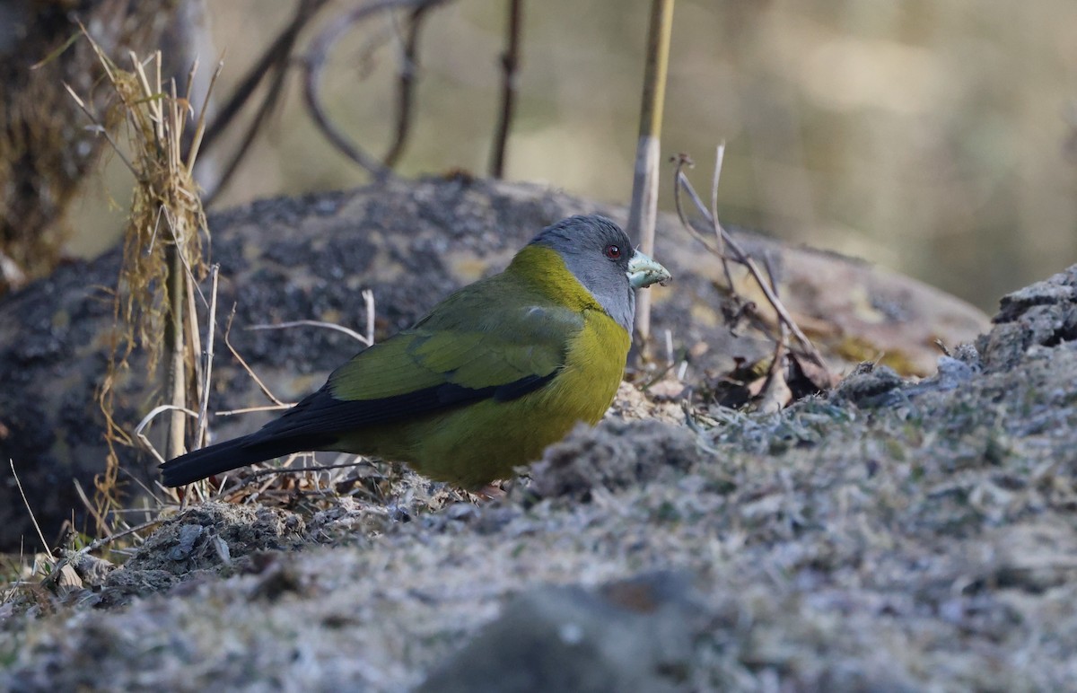 Collared Grosbeak - ML645055787