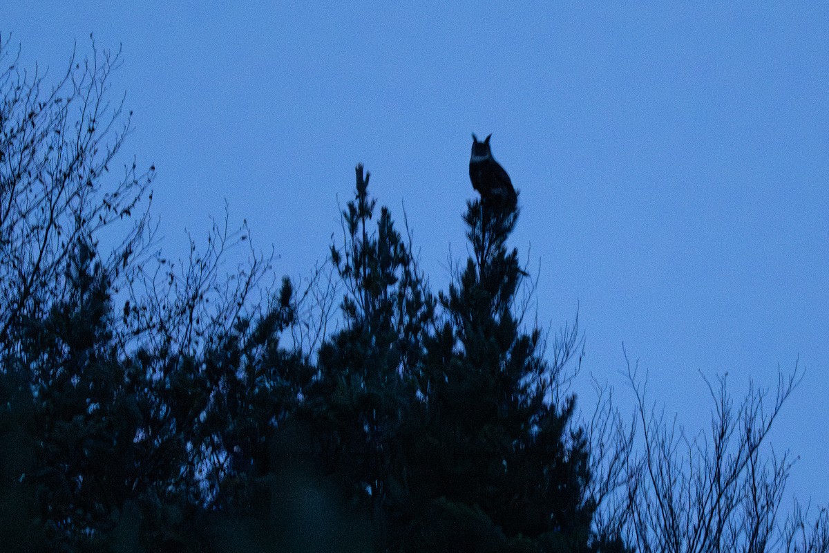 Eurasian Eagle-Owl - ML645055794