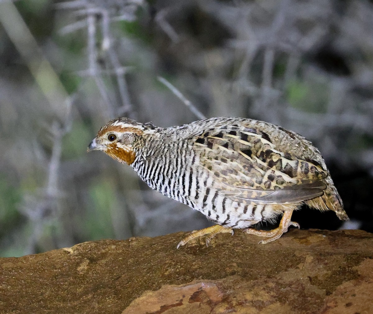 Jungle Bush-Quail - ML645055796