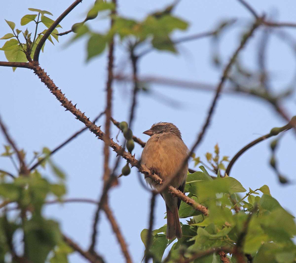 Streaky-headed Seedeater - ML645055804