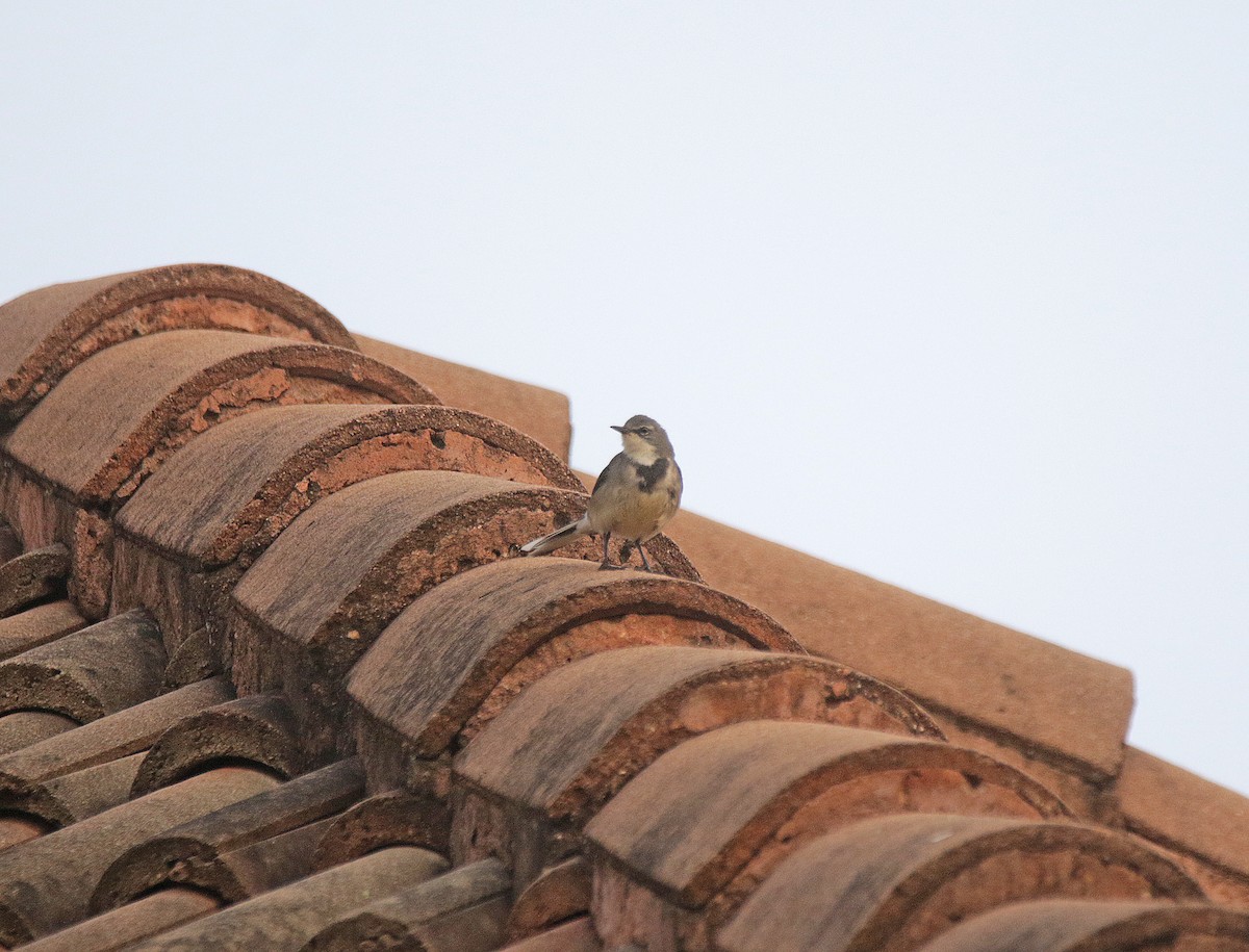 Cape Wagtail - ML645055813