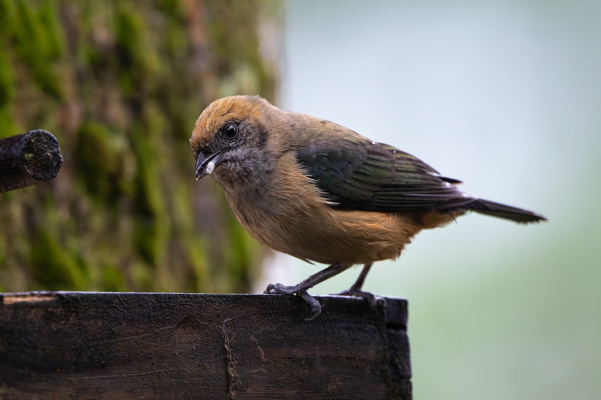 Burnished-buff Tanager - ML645055828