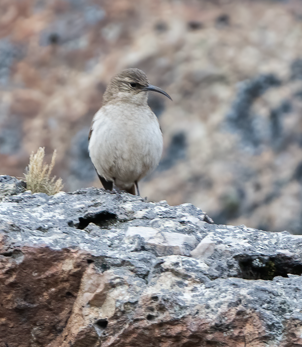 langnebbmarkløper - ML645055839