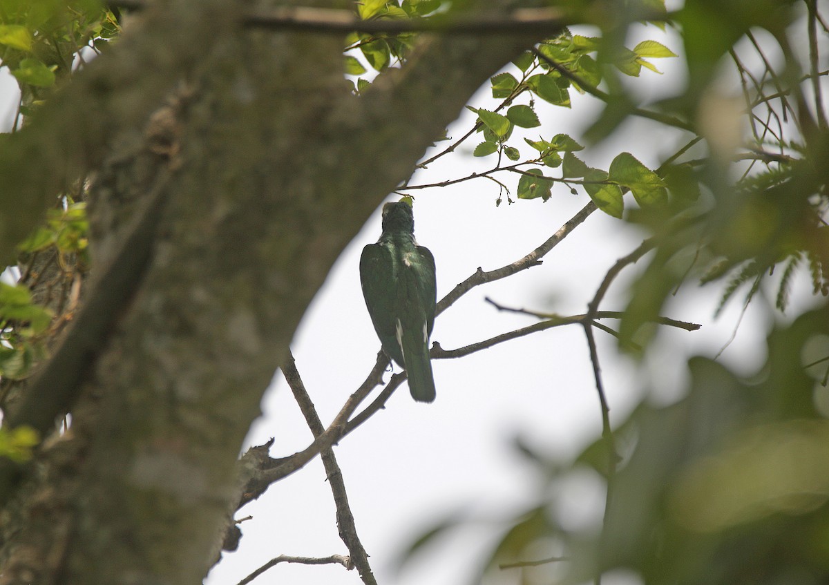 Klaas's Cuckoo - ML645055840