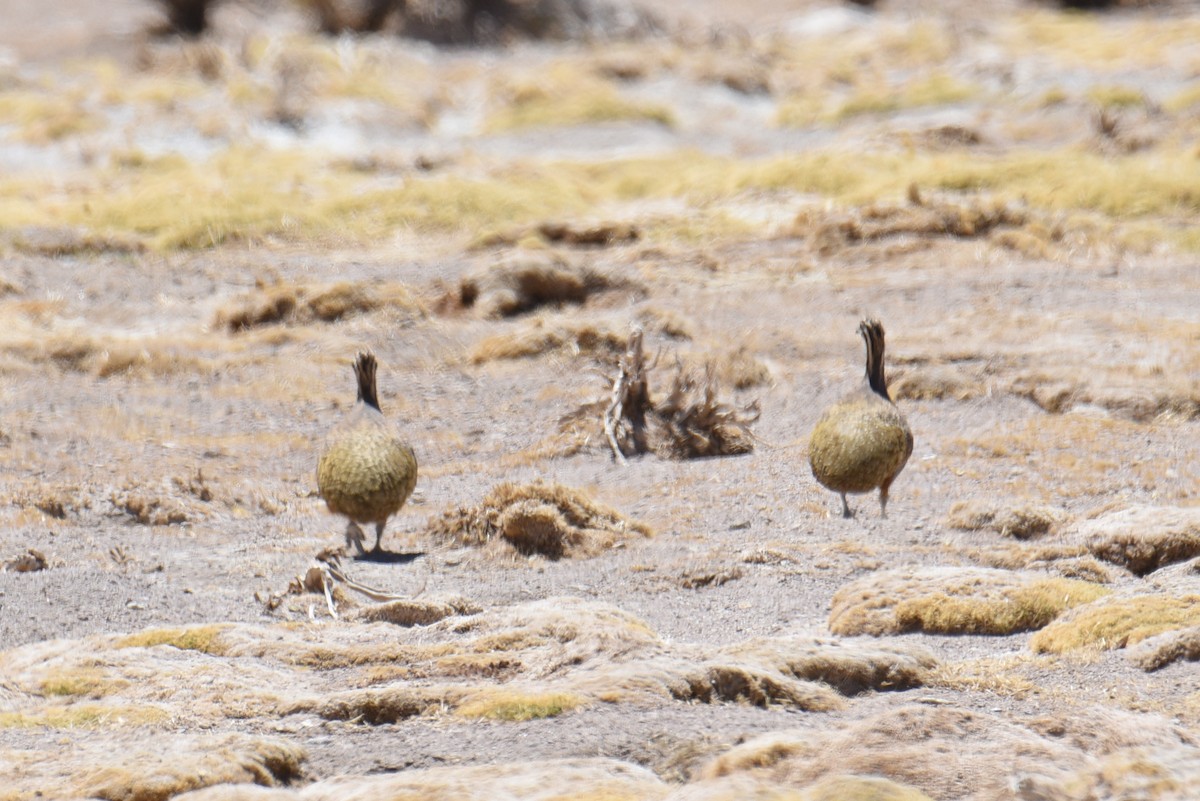 tinama náhorní - ML645055841